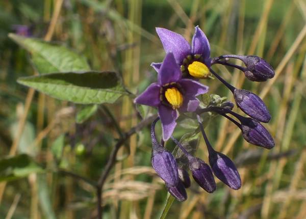 Flowers of Woody Nightshade, west Wales