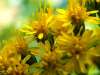 solidago virgaurea, Goldenrod