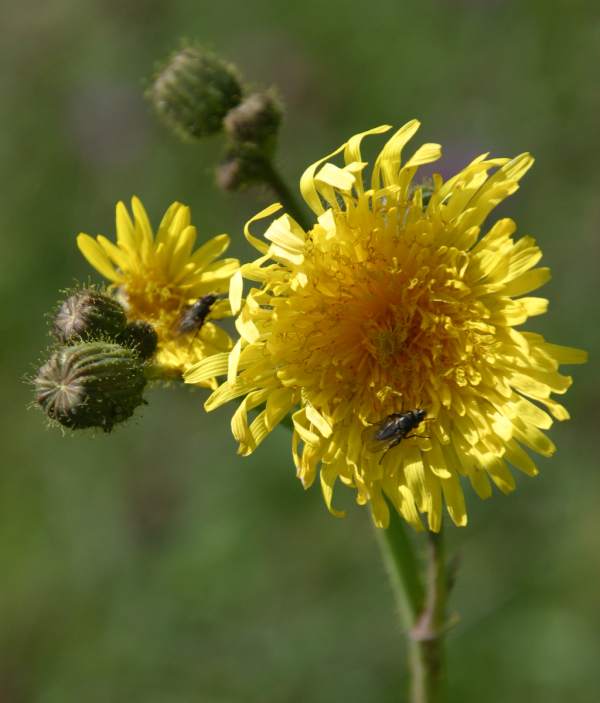 Perennial Sow-thistle