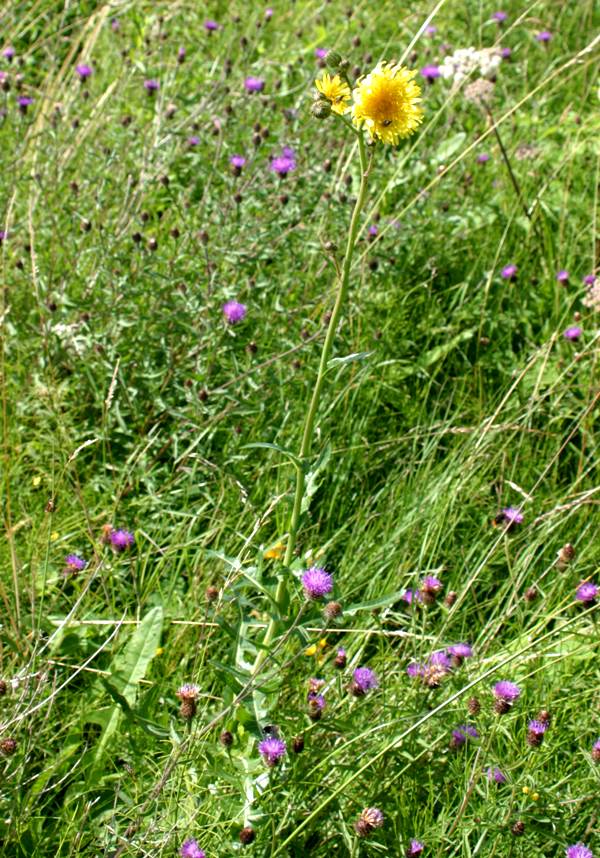 Perennial Sow-thistle, UK