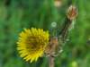 Sonchus asper, Prickly Sow-thistle