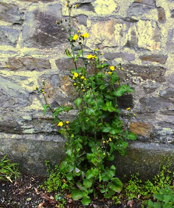 Smooth Sow-thistle, West Wales UK