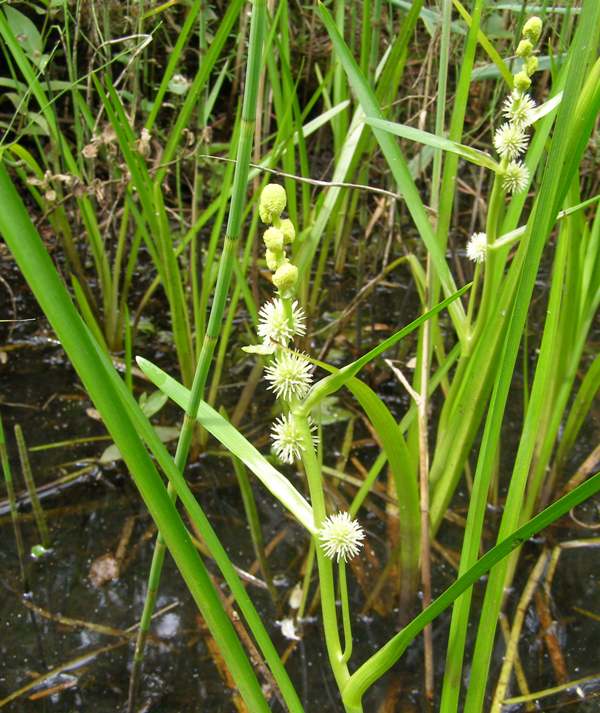 Unbranched bur-reed, Sparganium emersum