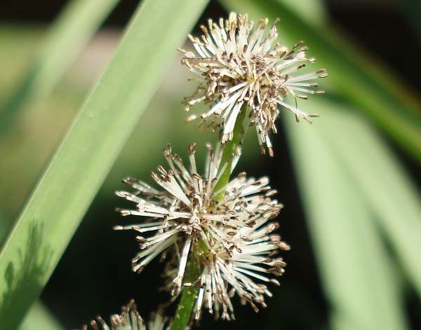 Mature male flowers, Sparganium erectum