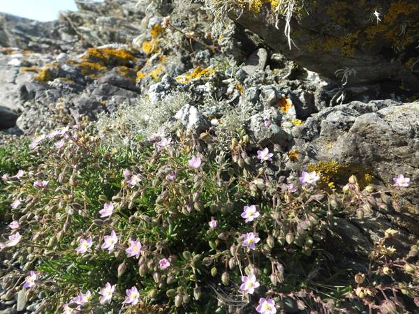 Spergularia media, Greater Sea Spurrey, North Wales