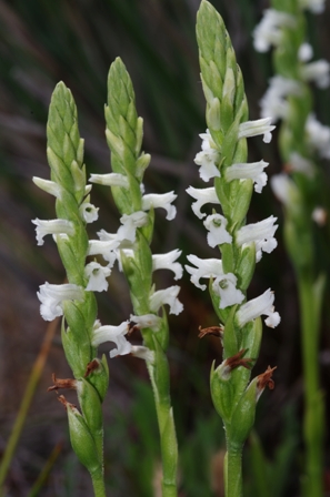 Summer Lady's-tresses