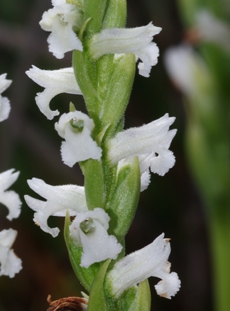 Summer Lady's-tresses