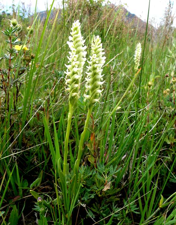 Irish Lady's-tresses, Rocky Mountain National Park