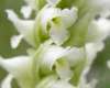 Spiranthes romanzoffiana, Irish Lady's-tresses
