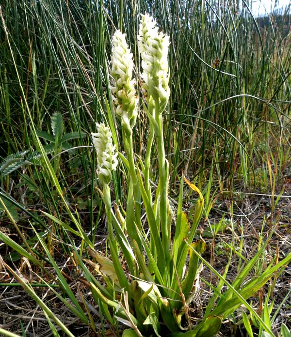 Spiranthes romanzoffiana, Colorado USA