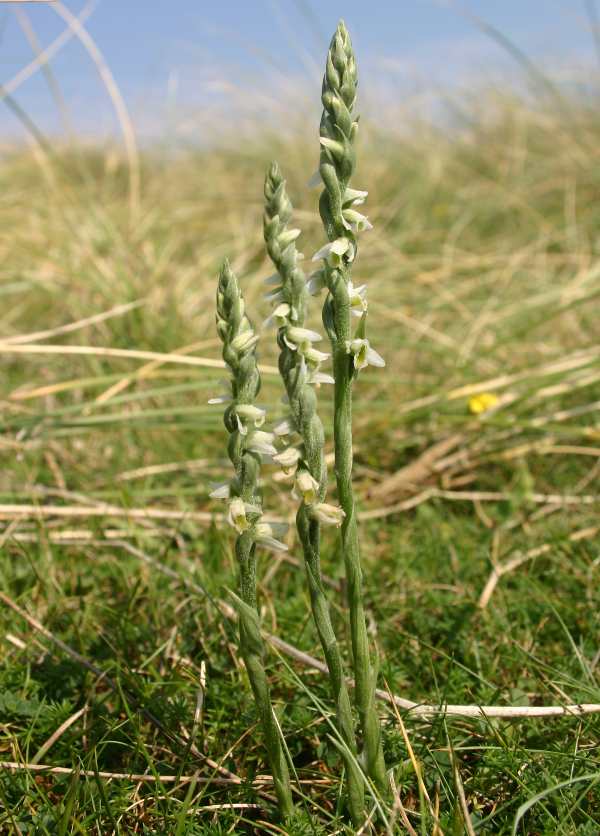 Spiranthes spiralis - Autumn Lady's Tresses