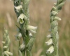 Spiranthes spiralis