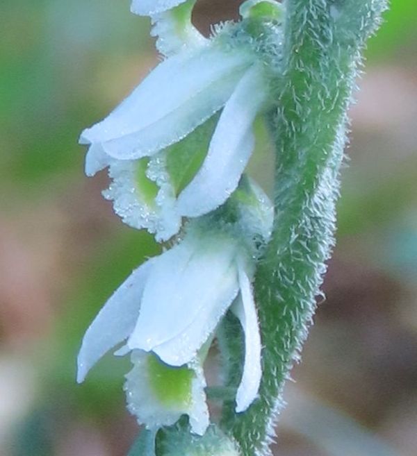 Closeup of flowers, Spiranthes spiralis