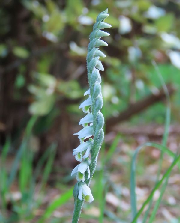 Spiranthes spiralis in France
