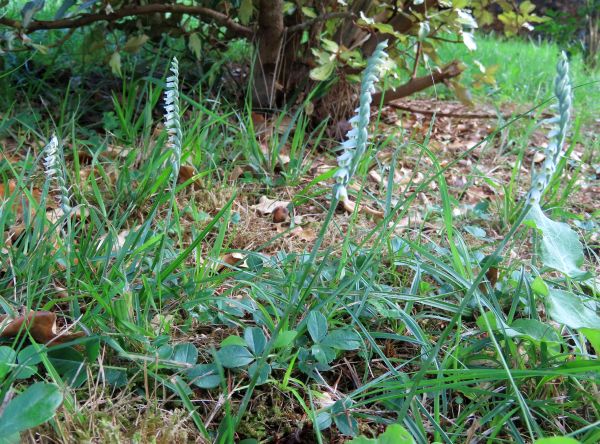 a group of Spiranthes spiralis on a lawn in southern France