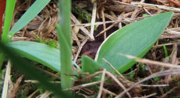 Basal rosette of leaves of Autumn Lady's-tresses