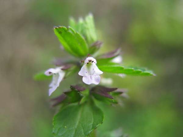 Field Woundwort