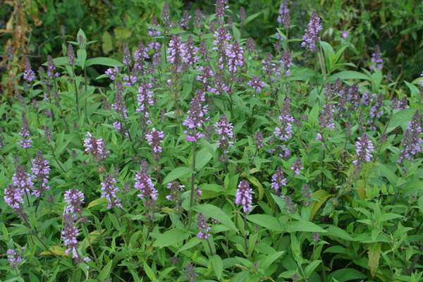 Stachys palustris