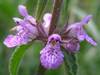 Stachys palustris, Marsh Woundwort