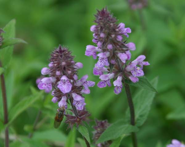 Stachys palustris, Marsh Woundwort