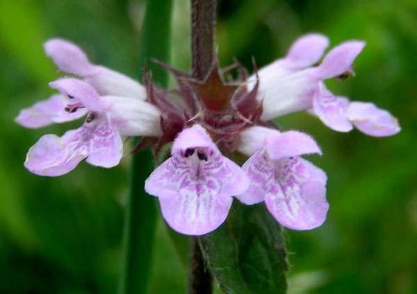 Closeup of flowers, Marsh Woundwort