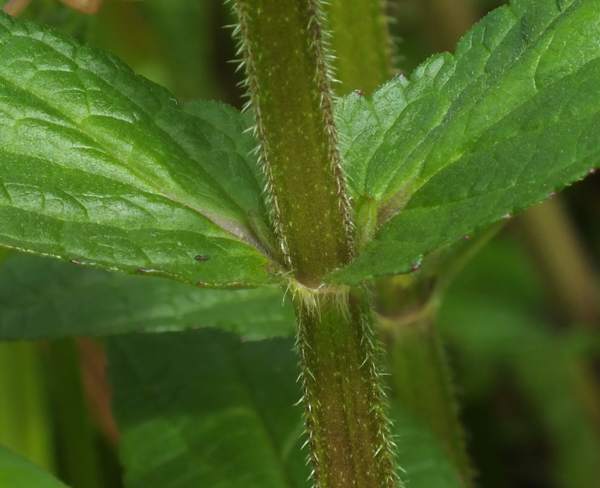 Unstalked leaves of Marsh Woundwort