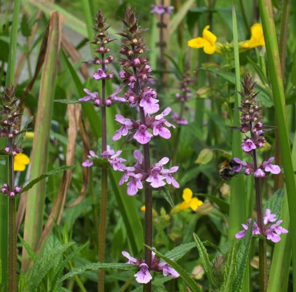 Marsh Woundwort at the National Botanic Garden of Wales