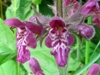 Stachys sylvatica, Hedge Woundwort
