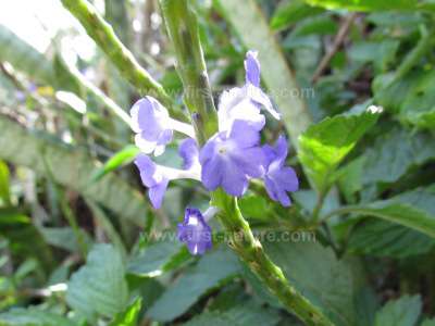 Blue Porterweed, Stachytarpheta jamaicensis