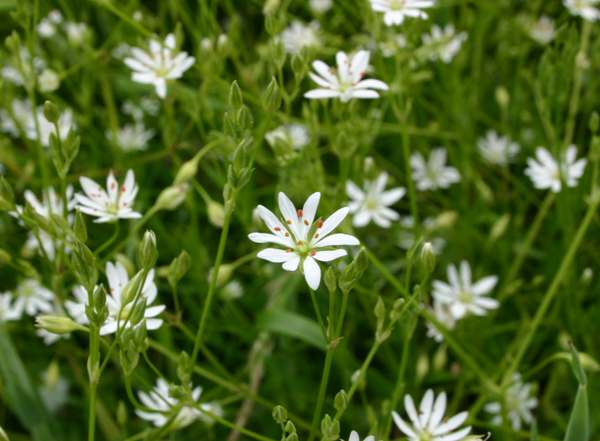 Stellaria graminea, Lesser Stitchwort