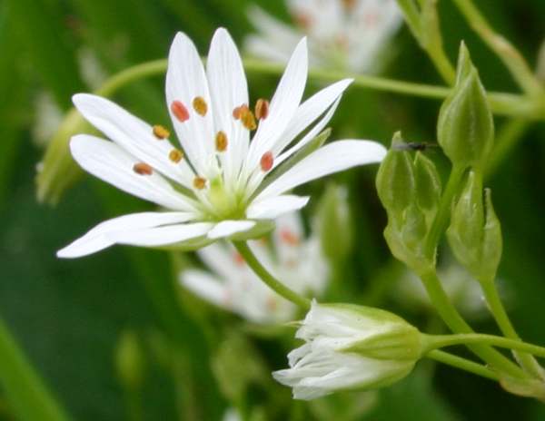 Closeup of flower of Lesser Stitchwort Stellaria graminea