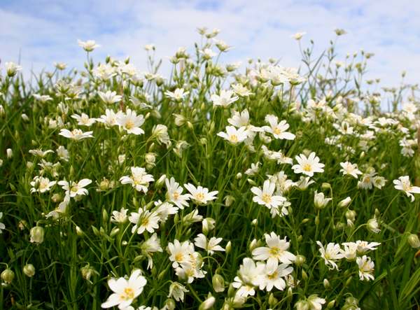 Greater stitchwort