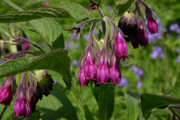 Common Comfrey, northern France