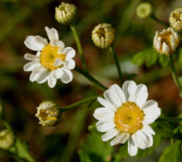 Flowers of Feverfew