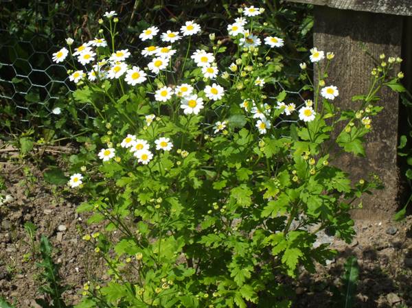 Tanacetum parthenium, Feverfew, Wales