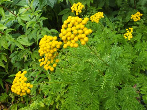 Tanacetum vulgare, Tansy