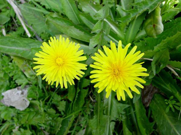 Dandelion flowers