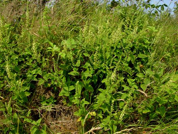 Wood Sage