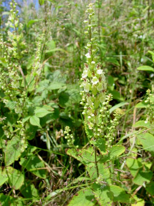 Closeup of Wood Sage flower