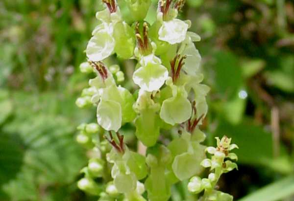 Wood Sage, closeup of flowers