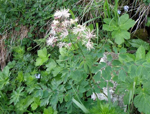 Thalictrum aquilegifolium