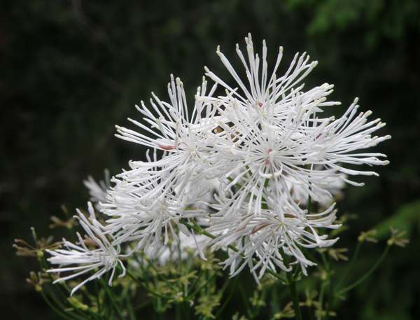 Great Meadow Rue closeup