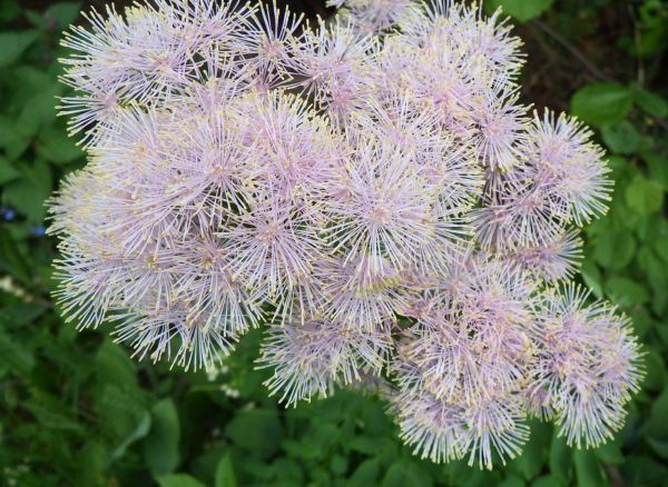 Pink flowers of Thalictrum aquilegifolium