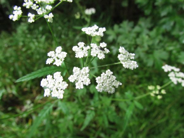 Torilis japonica, UprightH edge Parsley - closeup of flowers