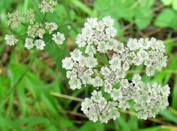 Hedge Parsley iflowers with a pink tinge