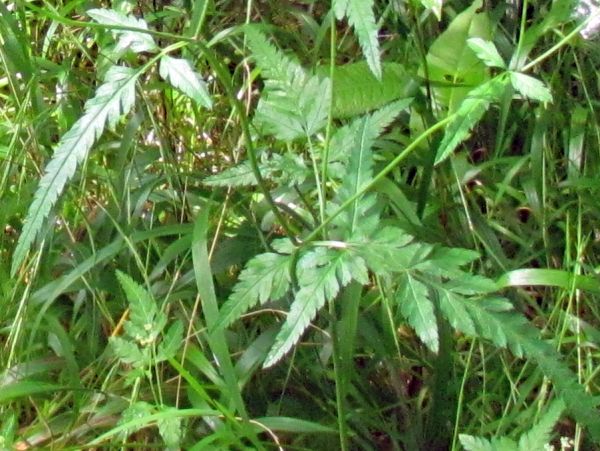 Leaves of Upright Hedge Parsley