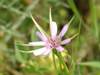 Tragopogon hybridus, Pasture Goatsbeard