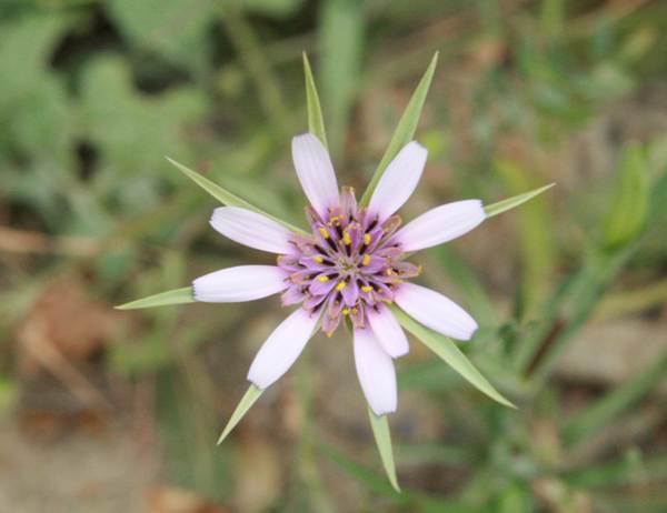Tragopogon hybridus, Crete