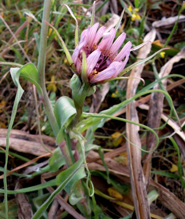 Tragopogon porrifolius, Salsify