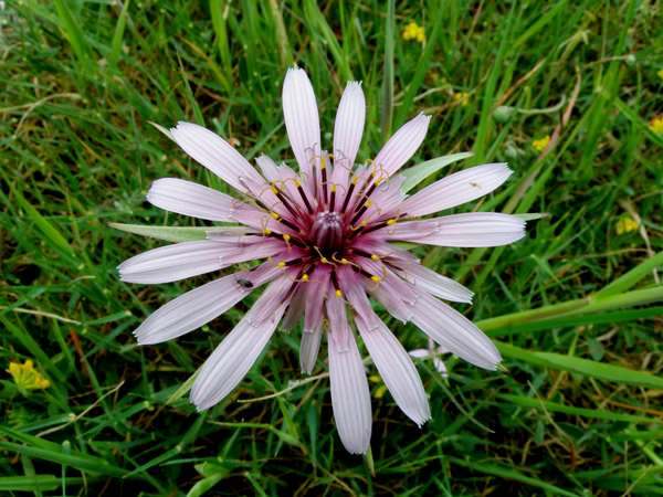 Tragopogon porrifolius, Crete